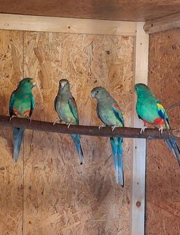 Naturfarbene Vielfarbensittiche abzugeben - Annaberg-Buchholz Zentrum