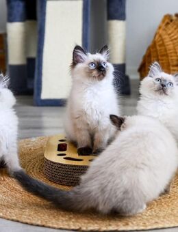 Heilige Birma Kitten. Abgabebereit! - Dortmund Oespel