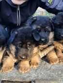 Ich verkaufe sehr schöne schwarz-braune DSH-Welpen in 06667