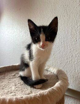 Baby katzen zu verkaufen - Bremerhaven