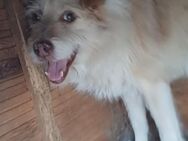 Odin sucht sein Zuhause - Konstanz
