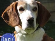Jackie ein vitaler Senior - Flörsheim-Dalsheim