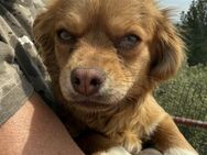 Charmante BERTA 💞🐕 - Völklingen