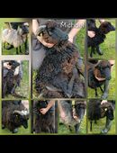 Schafe, Skudden, zu verkaufen in 51580