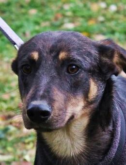 Thomson sucht sein Für-immer-Zuhause - Berlin