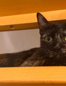 Süße sterilisierte Katze sucht liebevolles Zuhause - Hamburg