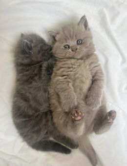 BKH süße Bärchen Kitten - Wiesloch