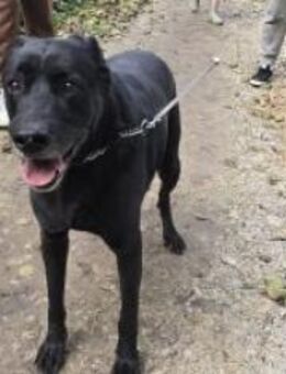 Charmanter Medo - Ellerbek