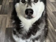 Husky Rüde - Attenhofen