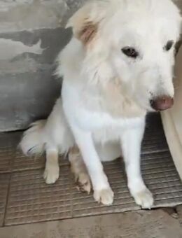 Gaia❤ aus Apulien - Marienfließ