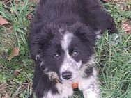 Border Collie Hündin - Jerichow Karow