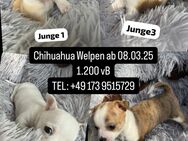 Chihuahua Welpen - Göttingen