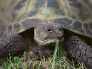 Russische Vierzehenschildkröte wegen Umzug abzugeben - Nordenham