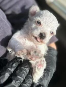 Süßes, liebes Welpenmädchen 17M - Kallmünz