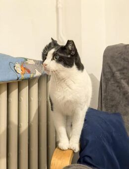 🌙Ruhiger Kater Windows🌙 - Eislingen (Fils)