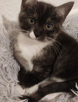 Maine Coon MIX Kitten - Bersenbrück Zentrum