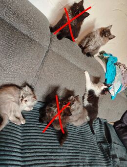 Perser und Perser mix kitten - Nürnberg