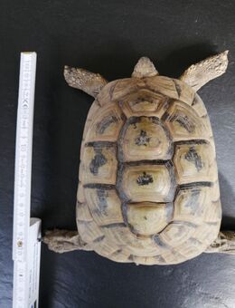1 Pärchen adulte maurische Landschildkröten - Rangendingen