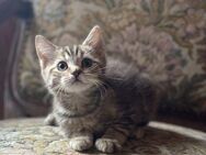 Zuckersüße BKH-Mix Kitten in Grau mit Muster – ab 01.05. abzugeben (Berlin) - Berlin