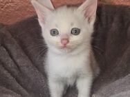 Maine Coon Mix Kitten - Düren