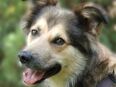 Jovi - Collie-Mix - 3 Jahre - Tierhilfe Franken e.V. in 91207