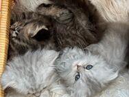 Katzen Baby - Oelde