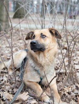 Verschmuster hübscher Traumhund Garry❤️ - Rott (Inn)