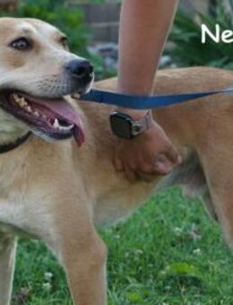 Nevio - Volle Kraft voraus ... - Kissing