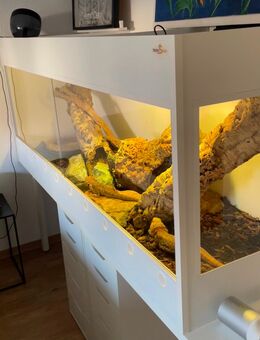 Bartagame Pärchen inkl. Terrarium - Wiesbaden