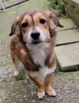 Pea - wartet in 76437 Rastatt - Oberwies