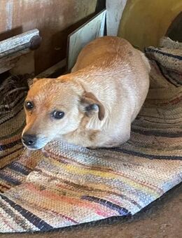 Betty sucht ein Zuhause - Olfen