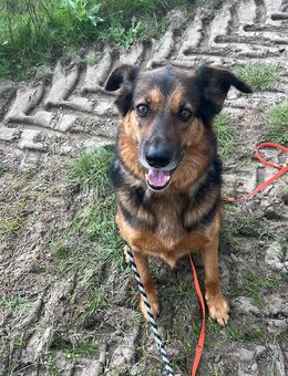 Liebevoller Rüde 8 Jahre sucht zu Hause - Märkische Heide