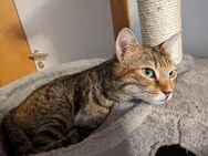 Katze Sunny - München