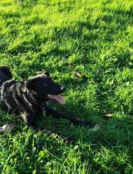 BAGHEERA - aktiv und kontaktfreudig - Overath