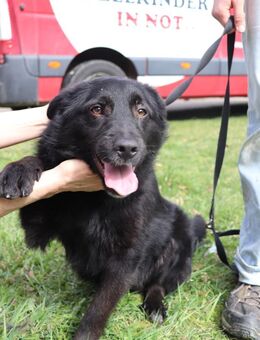 Mischlings Rüde Nabou sucht sein Zuhause - Margetshöchheim