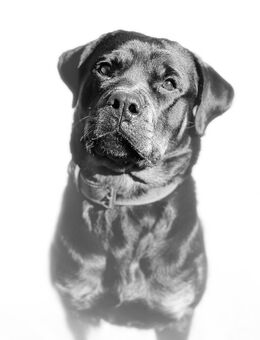 Rotweiler Hündin sucht neues Zuhause - Datteln