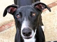 Lolo2 traumhafter junger Galgo 4/24 ESP - Ruppertsecken