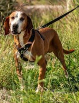 Watson sucht sein Ruheplätzchen 🐶❤️ - München