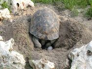Landschildkröten (Testudo Greaca Iberia) Nachzuchten 2011-2023 aus Freilandhaltung - Leverkusen