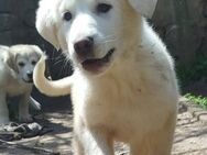 Knut wünscht sich ein Zuhause - Berlin