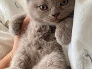 Süße BkH Kitten - Bremen
