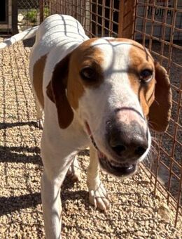 Jaron 💗 aktiv, intelligent & so lieb! - Hamburg