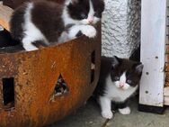 Türkisch Angora/BKH Mix kitten - Markt Rettenbach