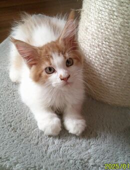 Reinrassige Maine-coon Kobolde - Beckum