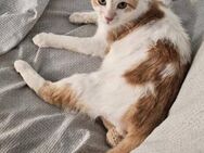 Hermes - Götterbote sucht Zuhause - Kirchheim (München)