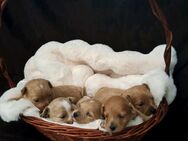 Maltipoo / Zwergpudel / Toypudel / Welpen - Geldern