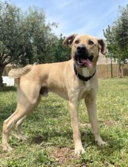 BIONDO - der Freundliche - Oberhausen (Rheinland-Pfalz)