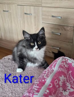 noch 2 zuckersüße Maine Coon Kitten - Rüsselsheim Zentrum