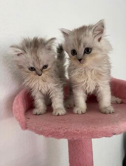 Britisch Langhaar Kitten - Pirmasens