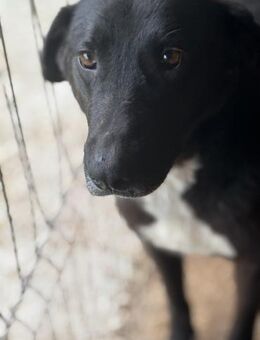 Maylo, der Sportliche - Elsdorf (Nordrhein-Westfalen)
